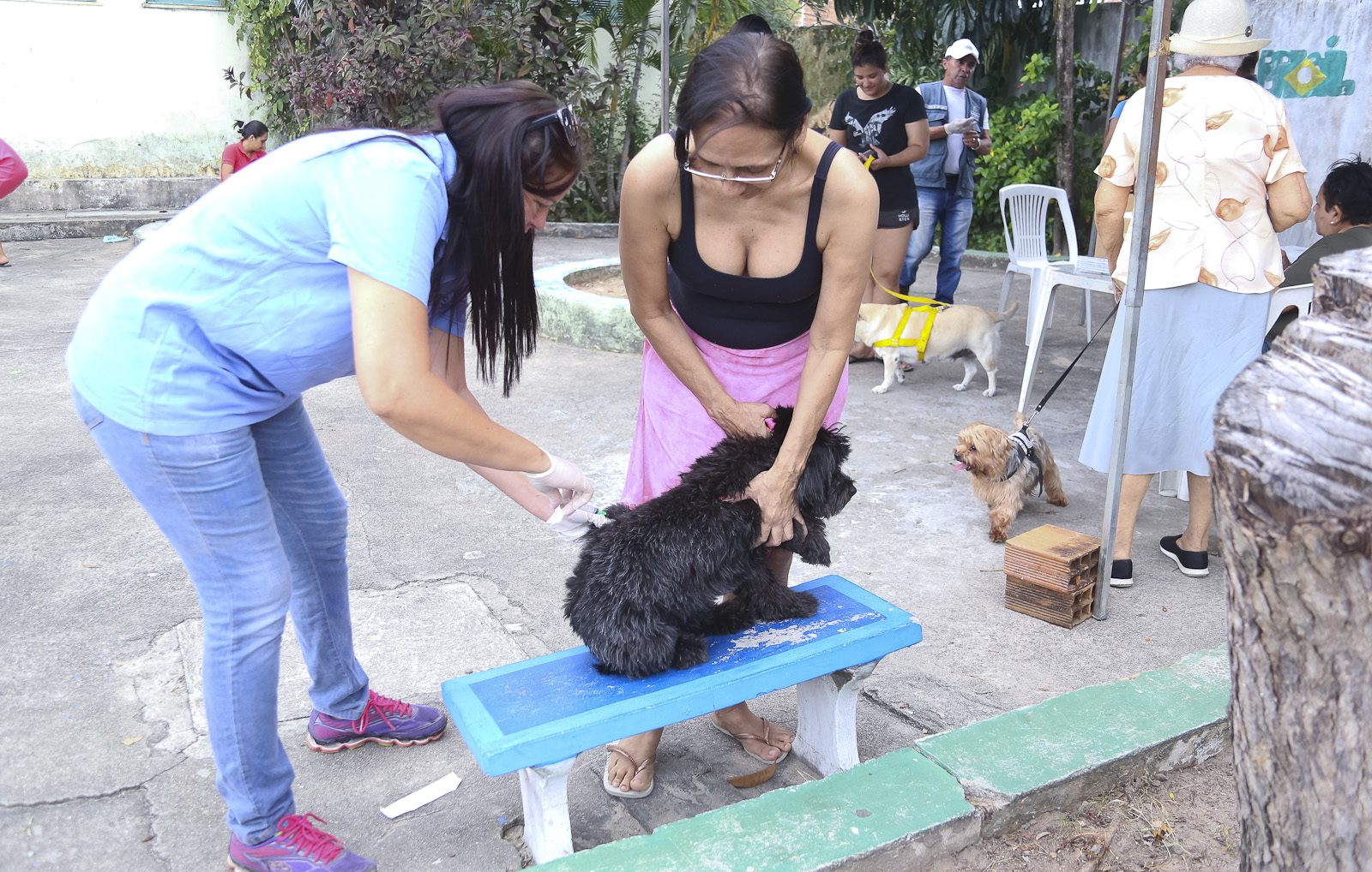 mulher vacina cachorro